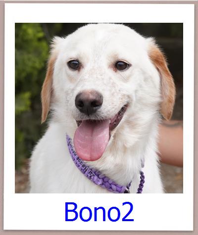Bono2 Tierschutz Zypern Hund prof