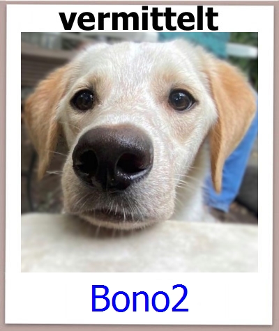 Bono2