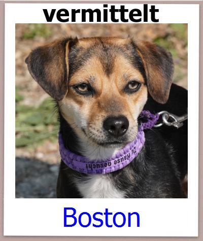 Boston Tierschutz Zypern Hund prof
