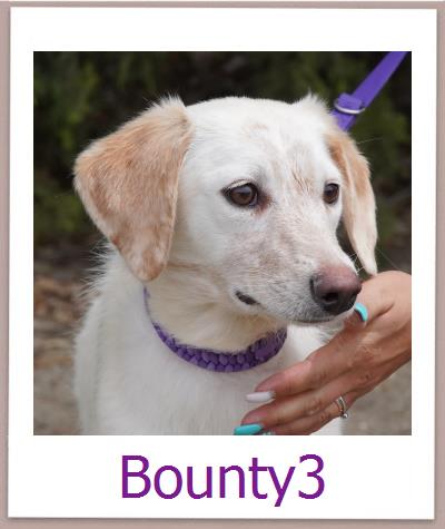Bounty3 Tierschutz Zypern Hund prof