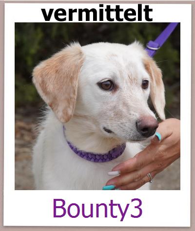 Bounty3 Tierschutz Zypern Hund prof