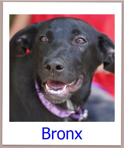 Bronx Tierschutz Zypern Hund prof