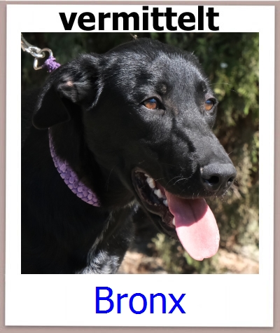 Bronx Tierschutz Zypern Hund prof