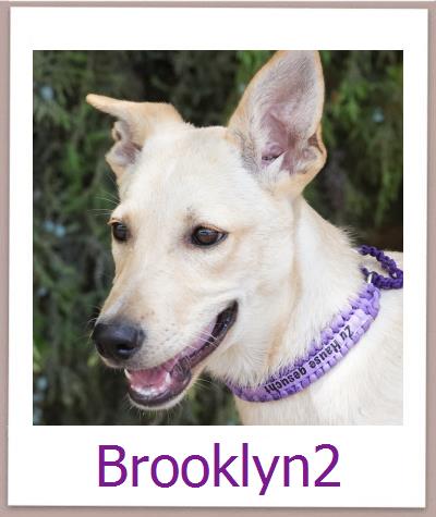 Brooklyn2 Tierschutz Zypern Hund prof