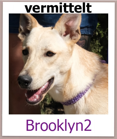 Brooklyn2 Tierschutz Zypern Hund prof
