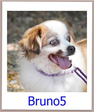 Bruno5 Tierschutz Zypern Hund prof