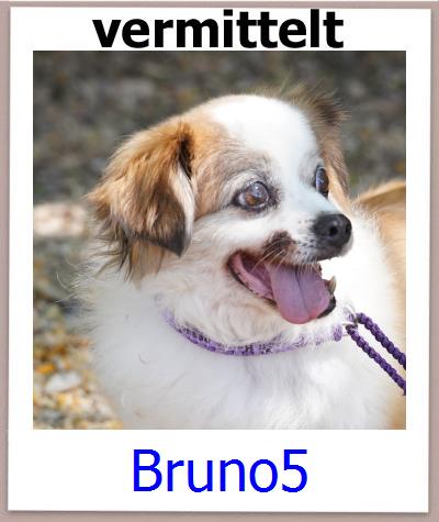 Bruno5 Tierschutz Zypern Hund prof