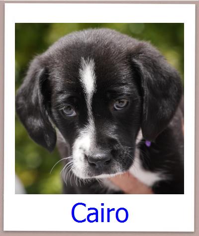 Cairo Tierschutz Zypern Hund prof