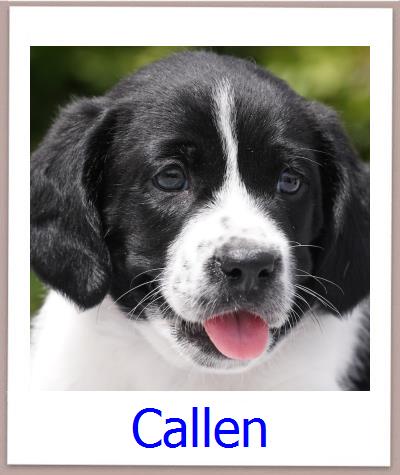 Callen Tierschutz Zypern Hund prof
