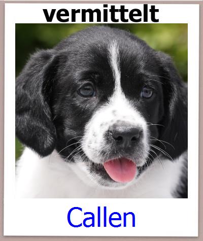 Callen Tierschutz Zypern Hund prof