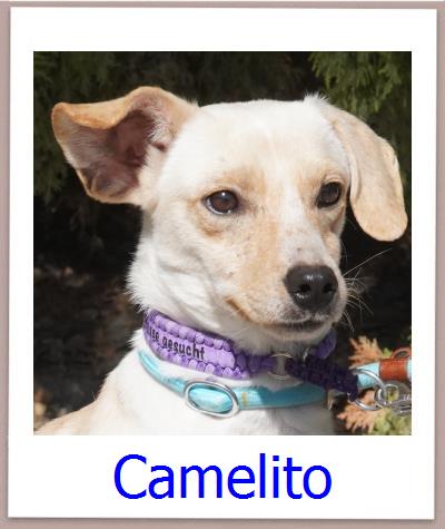 Camelito Tierschutz Zypern Hund prof