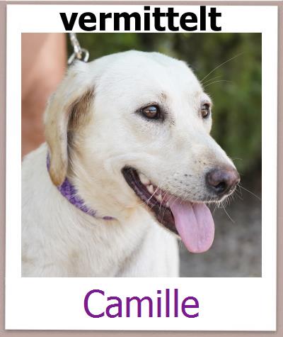 Camille Tierschutz Zypern Hund prof