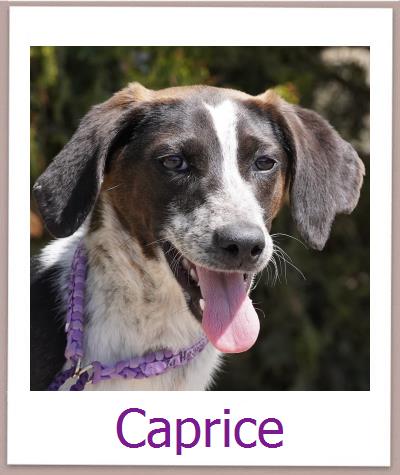 Caprice Tierschutz Zypern Hund prof