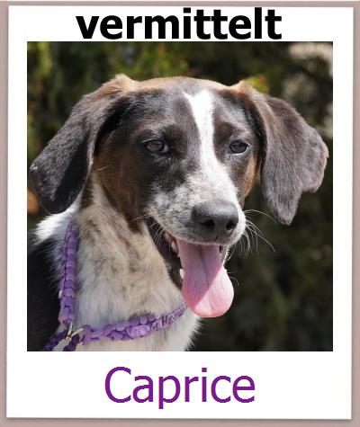 Caprice Tierschutz Zypern Hund prof