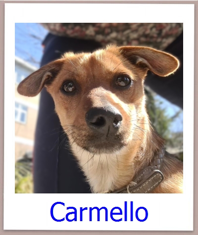 Carmello Tierschutz Zypern Hund prof
