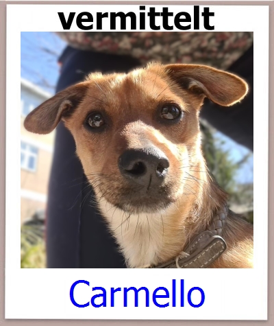 Carmello Tierschutz Zypern Hund prof