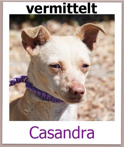 Casandra Tierschutz Zypern Hund prof
