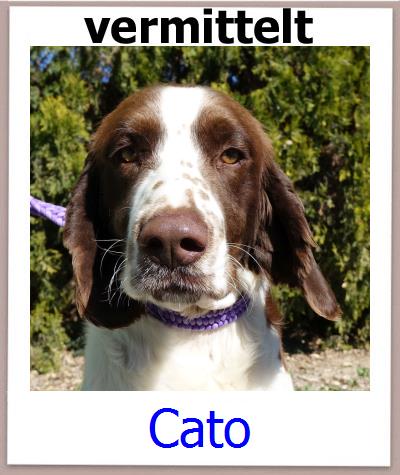 Cato Tierschutz Zypern Hund prof