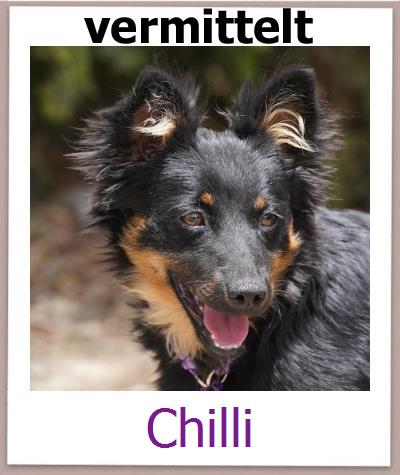Chilli Tierschutz Zypern Hund prof