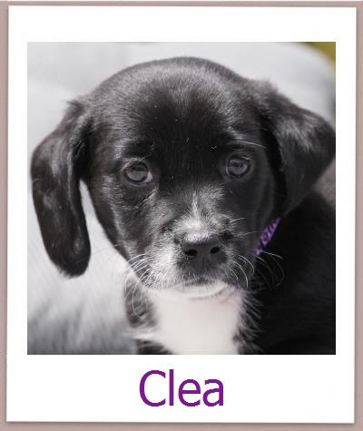 Clea Tierschutz Zypern Hund prof