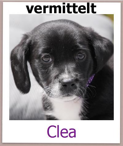 Clea Tierschutz Zypern Hund prof