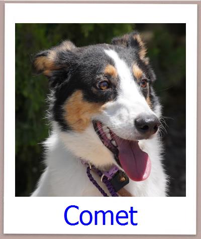 Comet Tierschutz Zypern Hund prof