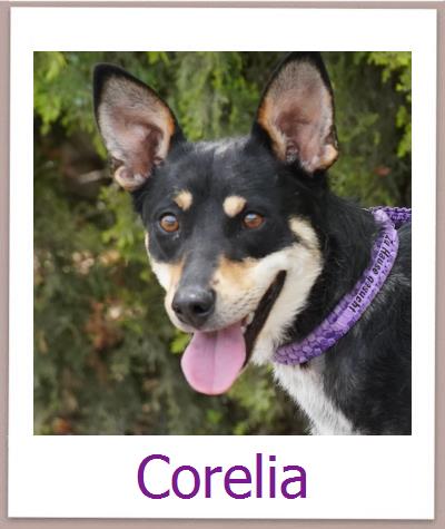 Corelia Tierschutz Zypern Hund prof