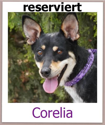 Corelia Tierschutz Zypern Hund prof
