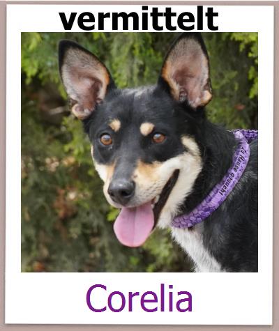 Corelia Tierschutz Zypern Hund prof