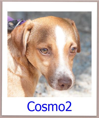 Cosmo2 Tierschutz Zypern Hund prof