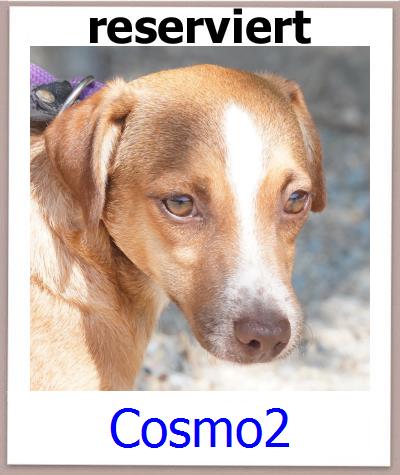 Cosmo2 Tierschutz Zypern Hund prof