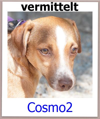 Cosmo2 Tierschutz Zypern Hund prof