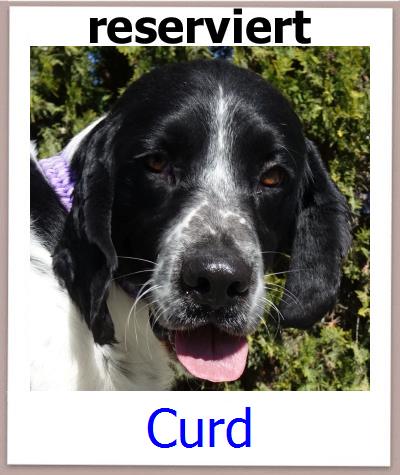 Curd Tierschutz Zypern Hund prof