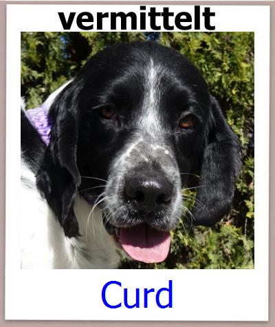 Curd Tierschutz Zypern Hund prof