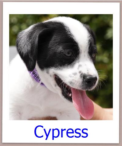 Cypress Tierschutz Zypern Hund prof