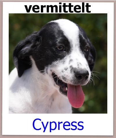 Cypress Tierschutz Zypern Hund prof