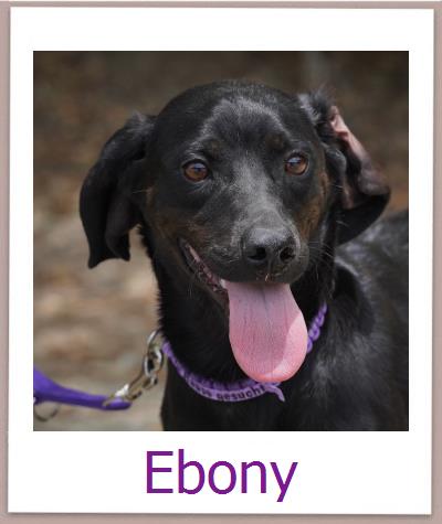 Ebony Tierschutz Zypern Hund prof