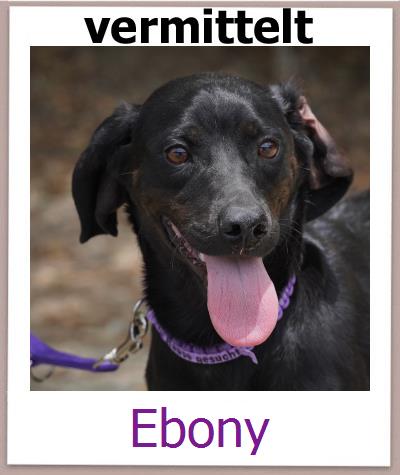 Ebony Tierschutz Zypern Hund prof