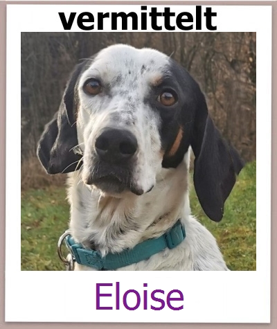 Eloise Tierschutz Zypern Hund prof