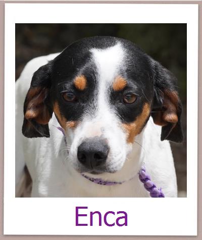 Enca Tierschutz Zypern Hund prof