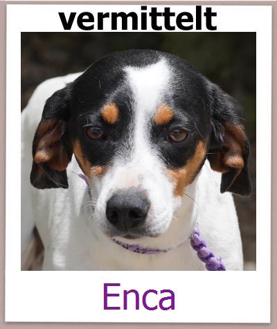 Enca Tierschutz Zypern Hund prof