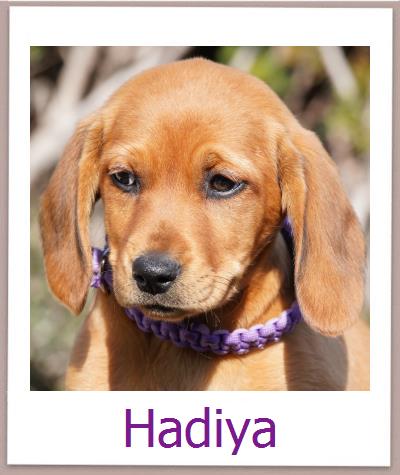 Masha Tierschutz Zypern Hund prof