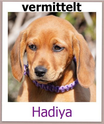 Hadiya Tierschutz Zypern Hund prof
