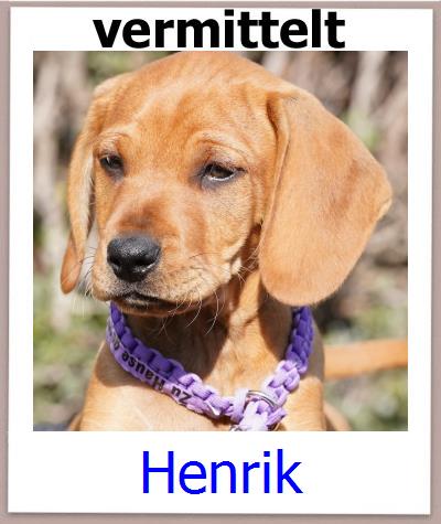 Henrik Tierschutz Zypern Hund prof