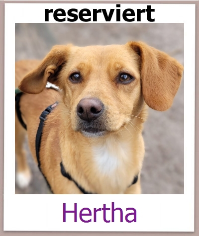 Hertha Tierschutz Zypern Hund prof