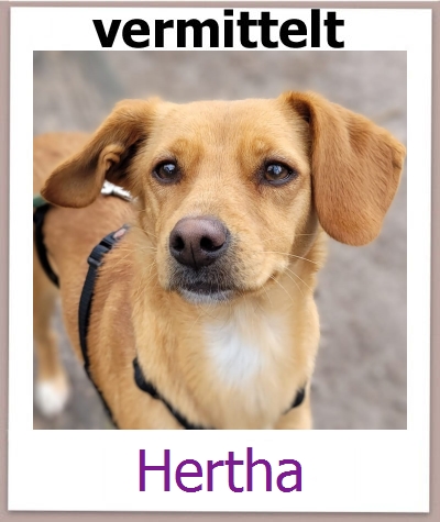 Hertha Tierschutz Zypern Hund prof