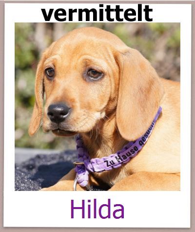 Hilda Tierschutz Zypern Hund prof