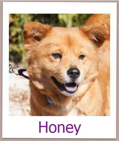 Honey Tierschutz Zypern Hund prof