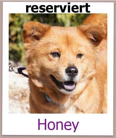 Honey Tierschutz Zypern Hund prof