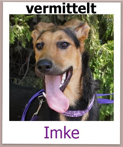 Imke Tierschutz Zypern Hund prof